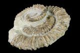 Double Aegocrioceras Ammonite - Germany #139142-3